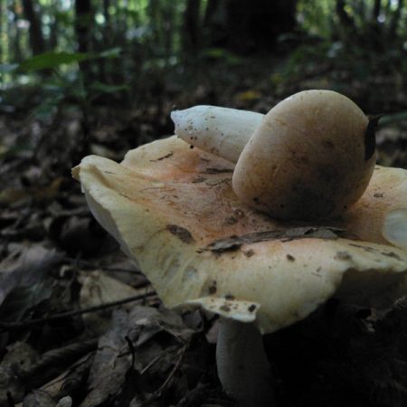 Hygrophorus nemoreus